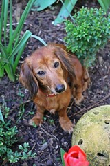 beautiful small red haired dachshound is sitting in the garden