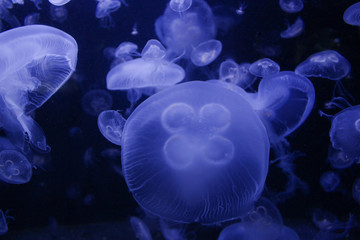 Obraz premium Jellyfish swimming