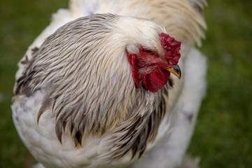 portrait of a rooster