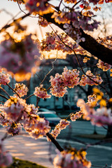 Cherry blossom tree in spring with warm sunset light. Beautiful illuminated cherry blossom with warm golden sunset light and urban city background. Spring time in Germany, Europe