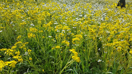 flowers in meadow spring season in greece easter