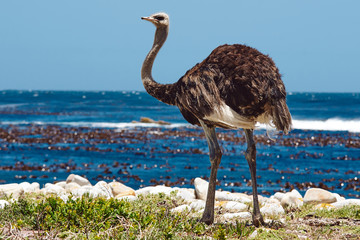 Southern ostrich struthio camelus along the roadside at the cape of good hope in South Africa