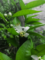 Fresh orange tree blossom flowers picture during daytime from home garden 