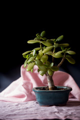 jade plant on bonsai pot