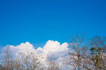 White clouds, trees and sky