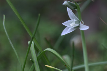 Obraz premium White flower in the grass
