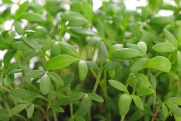 Fresh green leaves of young cress in close-up