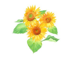 Obraz premium 夏の花：ひまわりの水彩イラストのトレースベクター。レイアウト変更可能。