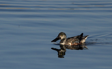 A male Shoveler - Anas clypeata, Crete