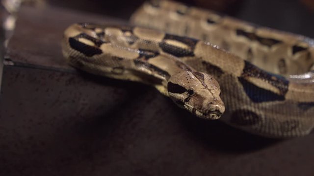 Close up of a snake