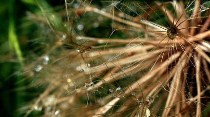 drops of dew on the dry grass