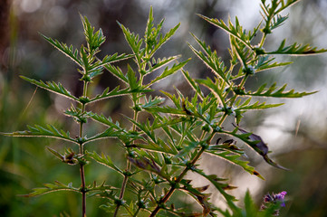 Meadow herb with small white flowers in the sun back light on the summer field. Nature landscape....