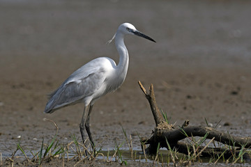 Little egret / Seidenreiher (Egretta garzetta) - Greece / Griechenland