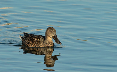 A male Shoveler - Anas clypeata, Crete