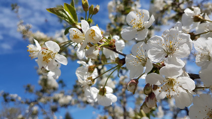 flowers in meadow spring season in greece easter