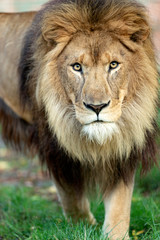 Obraz na płótnie Canvas Lion Portrait