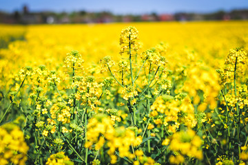 Fototapeta premium Rapsfeld