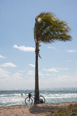 Palm tree in the wind with bicycle