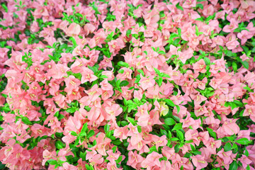 Bougainvillea Pink flowers blooming on tree in the garden.