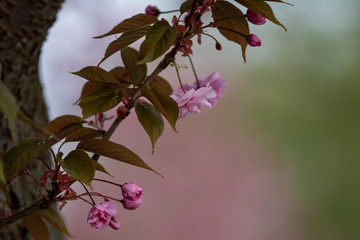 Kirschbaum, baum, frühling, aufblühen, blume, natur, pink, ast, blume, cherry, pflanze, blühen, garden, blatt, jahreszeit, floral, sakura, rot, green, apfel, flora, bud, herbst, schönheit