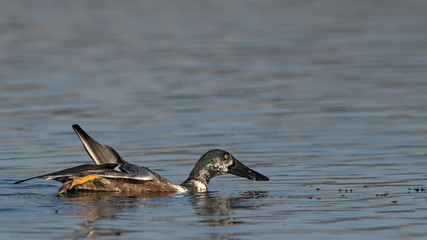 A male Shoveler - Anas clypeata, Crete