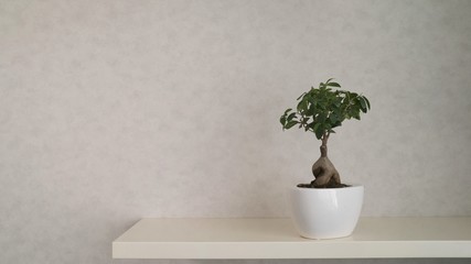 Bonsai tree grows in a pot. Miniature japanese bonsai tree isolated against grey and standing in small pot