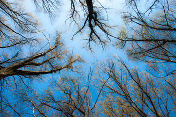 tree branches against the sky