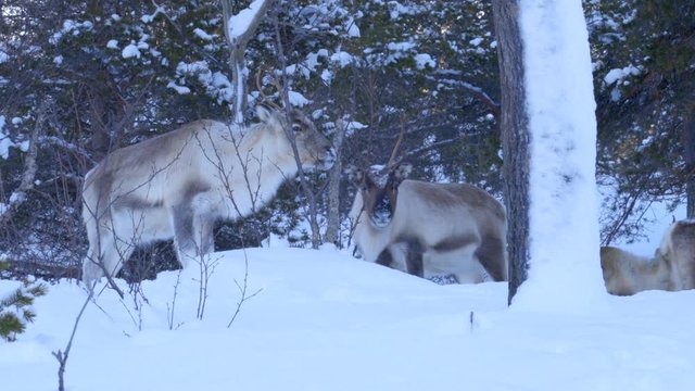 Two Reindeer Feeding in a Snowy Environment Turn to Look Towards the Camera, Static