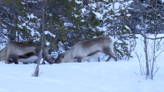 Two Large Reindeer Walking Across the Frame in a Snowy Environment