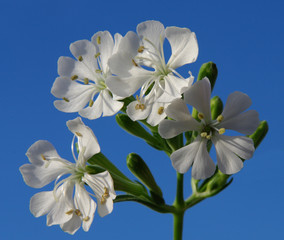 Flor blanca hermosa sobre cielo azul en primavera