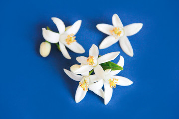 small natural white flowers of orange fruit on a blue background
