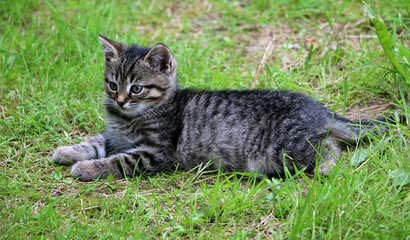 Naklejka na ściany i meble striped kitten on the green grass