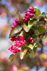 Frühlingserwachen, blume, aufblühen, baum, frühling, pink, natur, blume, apfel, blühen, garden,...