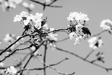 Kirschblüte schwarz-weiß, frühling, baum, blume, aufblühen, cherry, natur, ast, weiß, himmel, blume, blühen, blau, pflanze, schönheit, garden, schön, pink, jahreszeit, bud, april, flora, aufblühen, ma