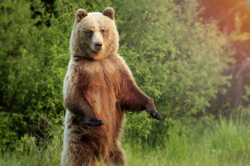 European Brown bear (Ursus arctor) in the forest  stands on the hind legs. On the Spring .