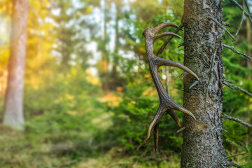 Obraz premium Deer (Cervus elaphus) antlers on the tree in forest. sunset on the background.