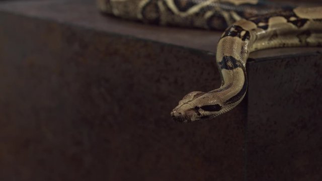Close up of a snake
