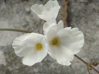 apple tree blossom