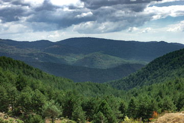 Pine trees covering a valley with many peaks
