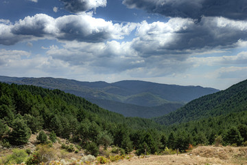 Forest in hilly region