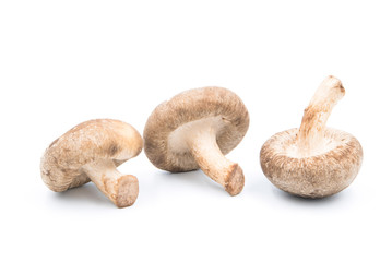 Shiitake mushrooms on a white background. Asian mushroom has medicinal properties