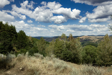 Scenic rural road in the forest