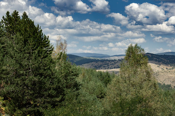 Verdant pine tree with blue sky in the forest