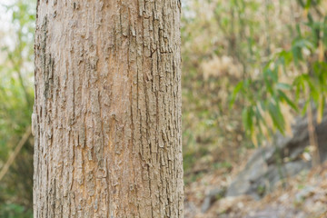 Teak Tree in Thailand precious hardwoods one of the last major areas of tropical forest in Asia