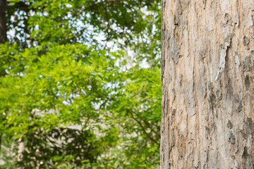 Teak Tree in Thailand precious hardwoods one of the last major areas of tropical forest in Asia