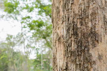 Teak tree in the forest