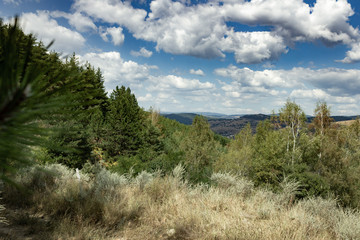 Pine trees in the mountains during a summer day