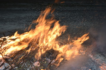 Bonfire. Burning tree branches. Environmental pollution.