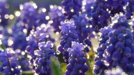Nice Grape Hyacinth blue flowers with water drops and sun light reflection on green grass. Close up slow motion footage. Nature background. - Powered by Adobe