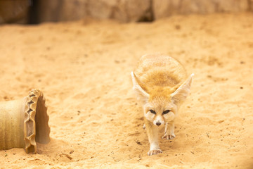 Little desert fennec fox goes forward on the hot sand